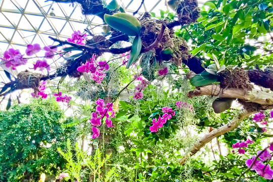 空氣鳳梨 蝴蝶蘭 綠化植物 南