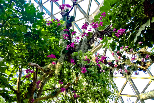 空氣鳳梨 蝴蝶蘭 綠化植物 南
