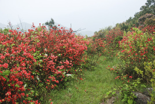 山坡盛開映山紅