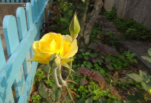 花兒
