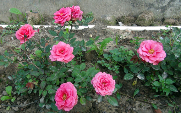 花兒