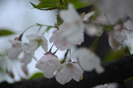 櫻花