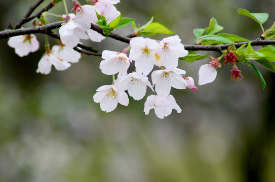 櫻花