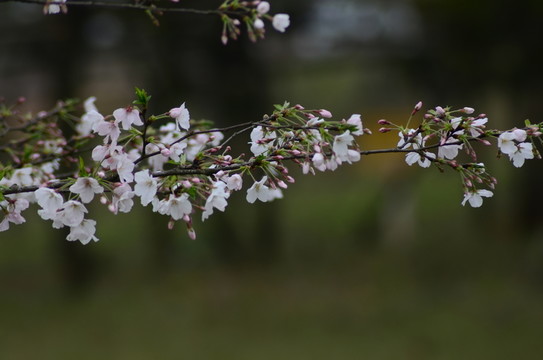 櫻花