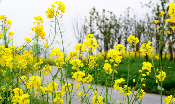 油菜花