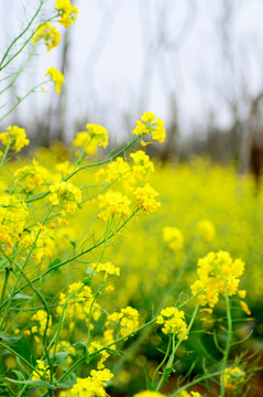 油菜花
