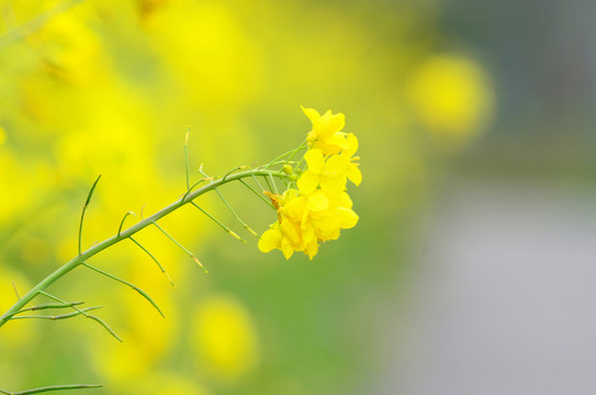 油菜花