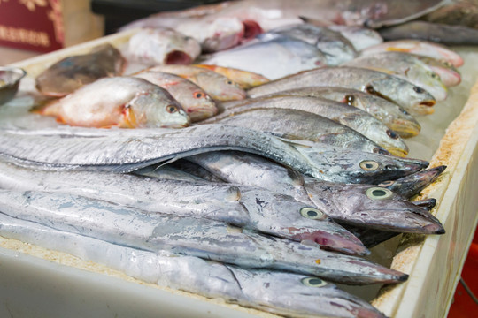 海魚