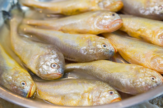 小黃魚