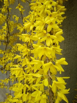 迎春花 倒掛金鐘
