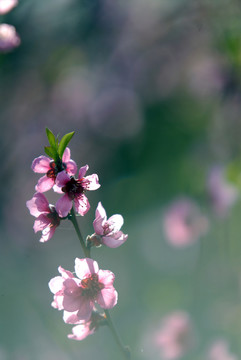 桃花開放