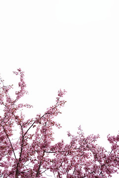 桃花邊框