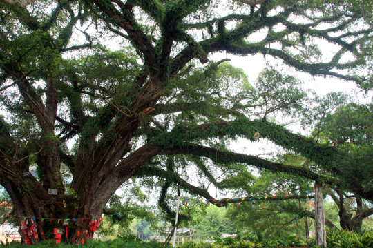 蒙山古榕樹(shù)