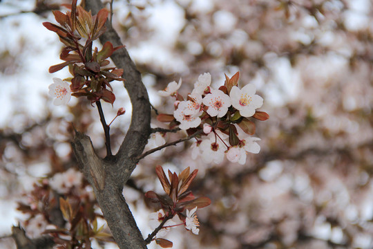 梅花