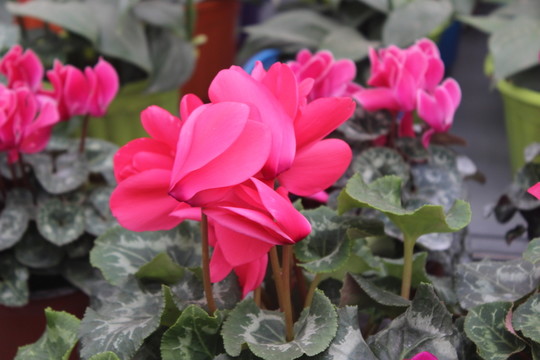 蘭花