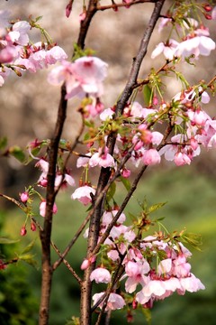 櫻花