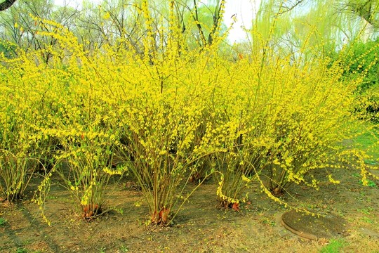 迎春花