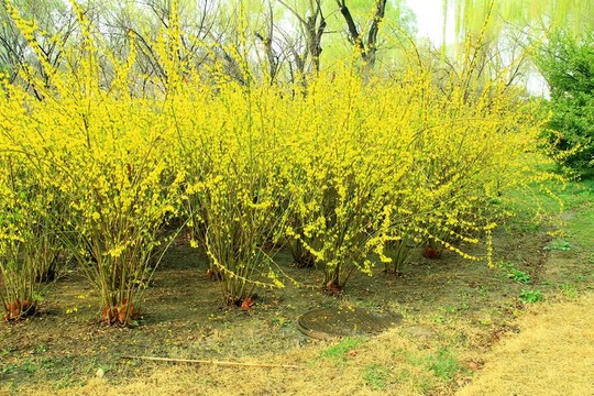 迎春花
