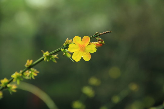 迎春花