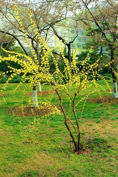 迎春花