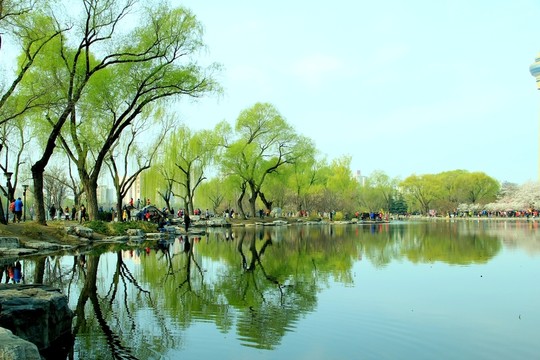 湖水柳岸
