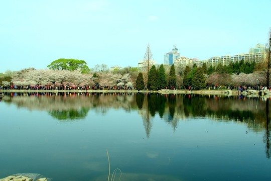 櫻花堤
