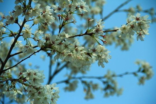 櫻花