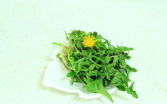 蒲公英