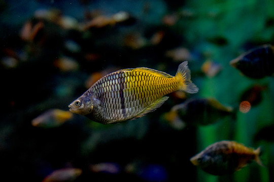 海底魚(yú)群