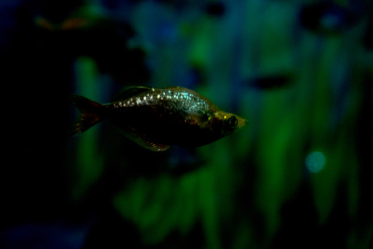 海底魚群