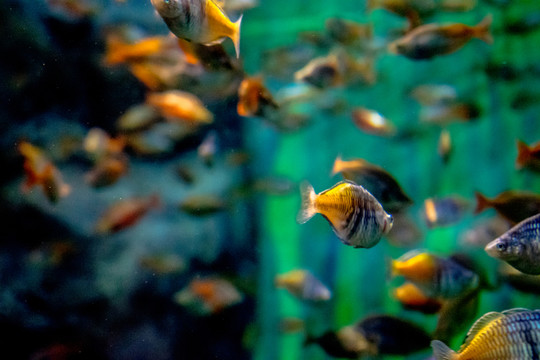 魚(yú)缸背景  胭脂魚(yú)