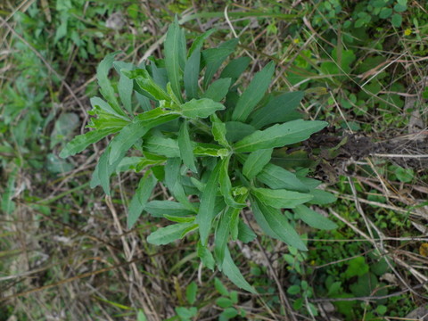野生植物