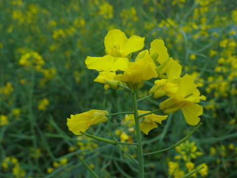 油菜花