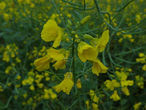 油菜花