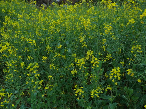 油菜花