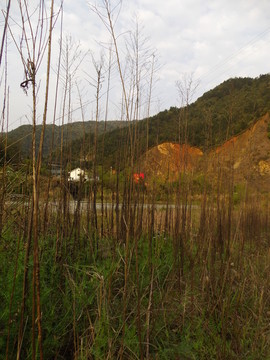 雜草枯枝