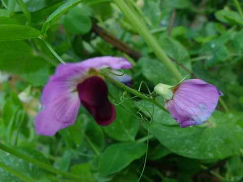 菜花