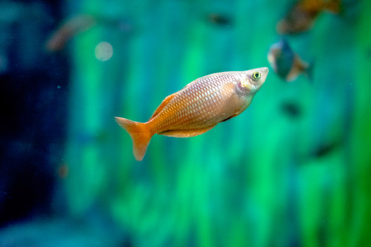 魚(yú)缸背景  胭脂魚(yú)