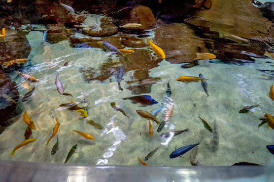 三湖魚 三湖慈鯛