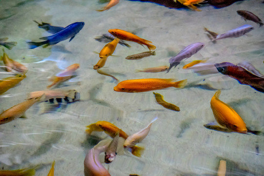 三湖魚 三湖慈鯛