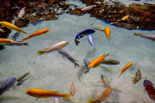 魚缸背景 三湖魚