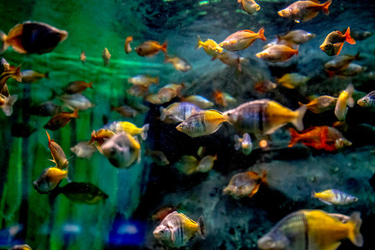 魚缸背景圖 魚缸造景 水族店