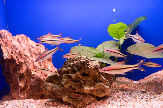 魚缸背景圖 魚缸造景 水族店