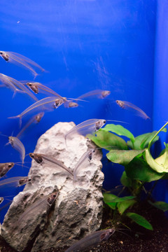 魚缸背景圖 魚缸造景