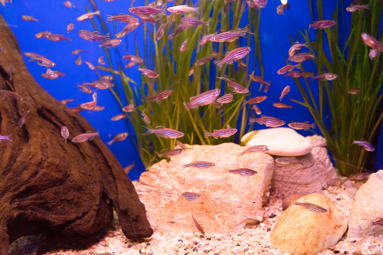 魚(yú)缸背景圖 魚(yú)缸造景