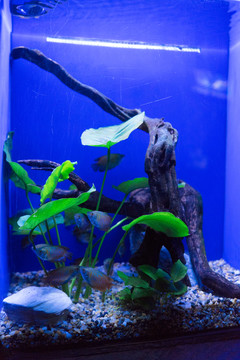 魚缸背景圖 魚缸造景 水族店
