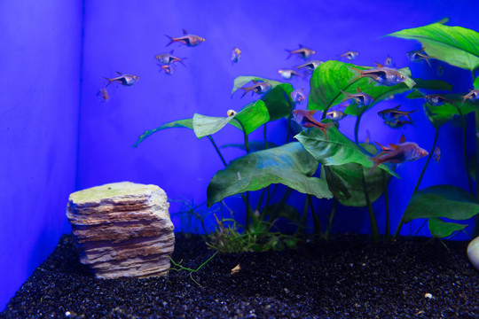 魚缸背景圖 魚缸造景 水族店