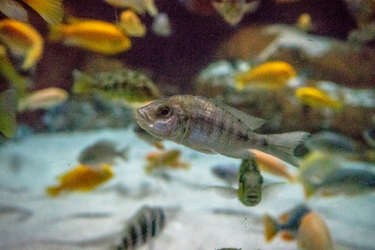 魚缸背景圖 魚缸造景 水族店