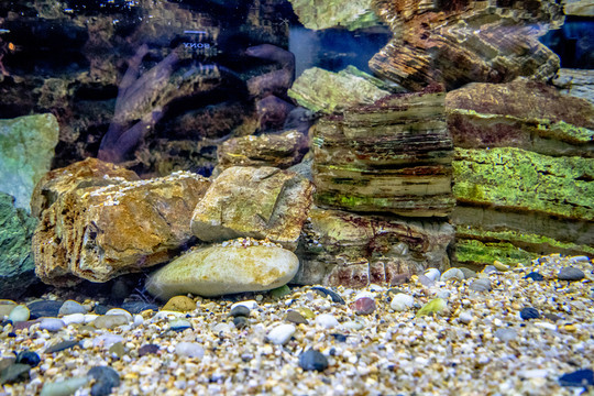 魚缸背景圖 魚缸造景 水族店