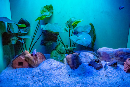 魚缸背景圖 珊瑚 魚缸造景